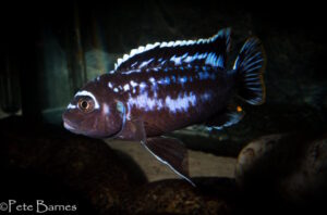 Metriaclima sp. 'msobo' Ngwasi