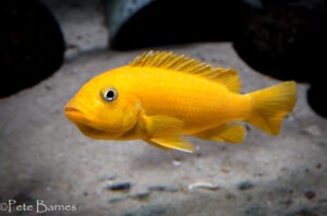 Metriaclima sp. 'msobo'