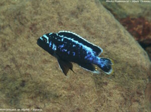 Metriaclima sp. 'msobo' Ngwasi Galerie Metriaclima sp. 'msobo' Ngwasi