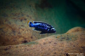 Metriaclima sp. 'msobo'