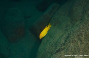 Metriaclima sp. 'msobo' Ngwasi