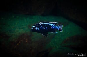 Metriaclima sp. 'msobo' Ngwasi