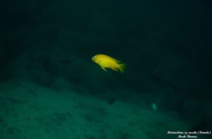 Metriaclima sp. 'msobo' Ngwasi