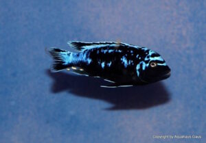 Metriaclima sp. 'msobo' Pombo Rocks Galerie Metriaclima sp. 'msobo' Pombo Rocks