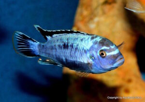 Metriaclima sp. 'msobo' Pombo Rocks