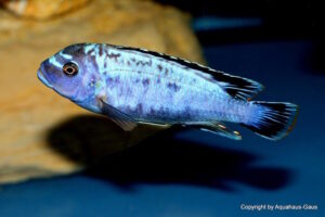 Metriaclima sp. 'msobo' Pombo Rocks