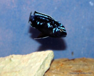 Metriaclima sp. 'msobo' Pombo Rocks