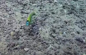 Metriaclima sp. 'patricki' Chidunga Rocks