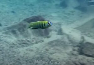 Metriaclima sp. 'patricki' Chidunga Rocks