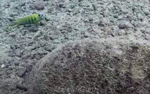 Metriaclima sp. 'patricki'