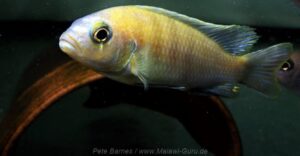 Metriaclima sp. 'patricki' Mbenji Island