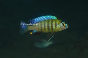 Metriaclima sp. 'patricki' Mbenji Island