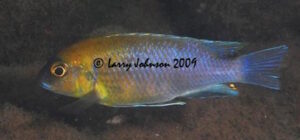 Metriaclima sp. 'patricki' Nankoma Island