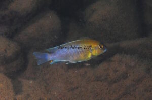 'patricki' Nankoma Island Metriaclima sp. 'patricki' Nankoma Island