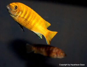 Metriaclima sp. 'zebra gold' Mundola Point