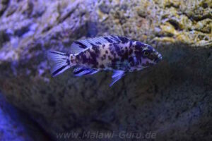 Metriaclima sp. 'zebra gold' Mundola Point