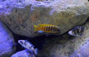 Metriaclima sp. 'zebra gold' Mundola Point