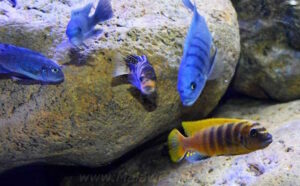 Metriaclima sp. 'zebra gold' Mundola Point