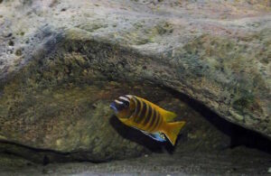 Metriaclima sp. 'zebra gold' Mundola Point