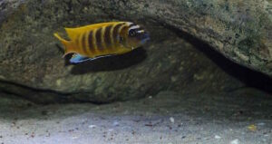 Metriaclima sp. 'zebra gold' Mundola Point