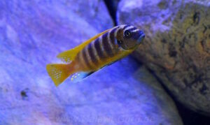 Metriaclima sp. 'zebra gold' Mundola Point