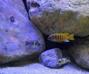 Metriaclima sp. 'zebra gold' Mundola Point