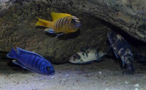 Metriaclima sp. 'zebra gold' Mundola Point