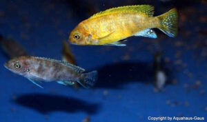 Metriaclima sp. 'zebra gold' Mundola Point