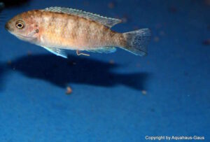 Metriaclima sp. 'zebra gold' Mundola Point