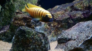 Metriaclima sp. 'zebra gold' Kawanga