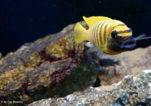 Metriaclima sp. 'zebra gold' Kawanga