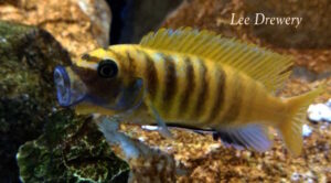 Metriaclima sp. 'zebra gold' Kawanga