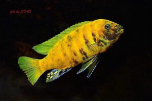 'zebra gold' Kawanga Metriaclima sp. 'zebra gold'