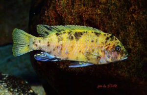 'zebra gold' Kawanga Metriaclima sp. 'zebra gold' Kawanga