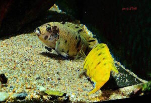 Metriaclima sp. 'zebra gold' Kawanga