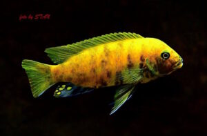 Metriaclima sp. 'zebra gold'