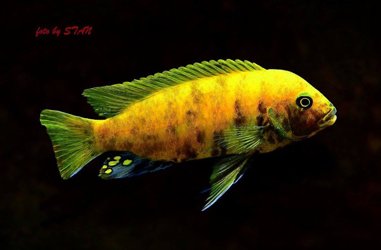 Metriaclima sp. 'zebra gold'