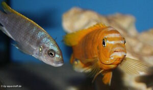 Metriaclima sp. 'zebra gold' Lionscove