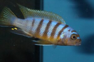 Metriaclima sp. 'zebra long pelvic' Mdoka