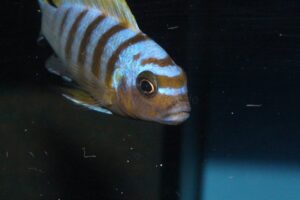 Metriaclima sp. 'zebra long pelvic' Mdoka