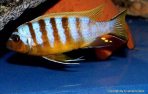 Metriaclima sp. 'zebra long pelvic' Chesese Galerie Metriaclima sp. 'zebra long pelvic' Arten