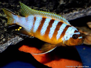 Metriaclima sp. 'zebra long pelvic'