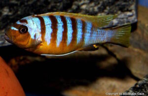 Metriaclima sp. 'zebra long pelvic'
