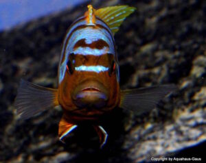 Metriaclima sp. 'zebra long pelvic' Chesese