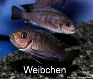 Metriaclima sp. 'zebra long pelvic' Chesese