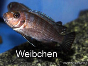 Metriaclima sp. 'zebra long pelvic' Chesese