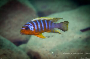 Metriaclima sp. 'zebra long pelvic'