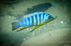 Metriaclima sp. 'zebra long pelvic' Mdoka Galerie Metriaclima sp. 'zebra long pelvic' Mdoka
