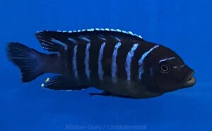 Metriaclima sp. dolphin