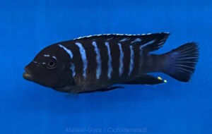 Metriaclima sp. dolphin 'Thumbi point'